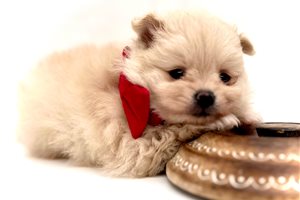 Olaf - Pomeranian for sale