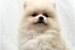 Opal - Pomeranian for sale