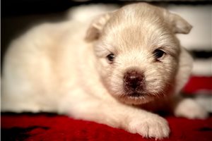 Beaumont - Pomsky for sale