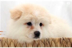 Blazer - Pomsky for sale