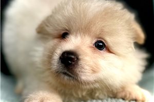 Blazer - Pomsky for sale