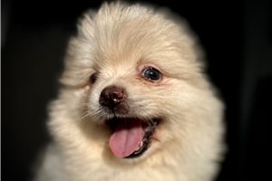 Beaumont - Pomsky for sale