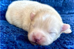 Beaumont - Pomsky for sale