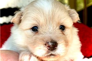 Blazer - Pomsky for sale