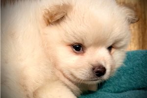Channing - Pomsky for sale