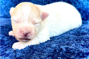 Blazer - puppy for sale
