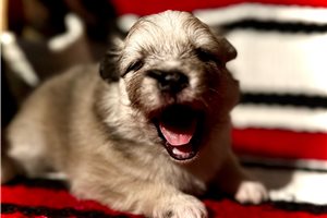 Bloom - Pomsky for sale