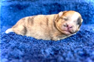 Blondie - puppy for sale