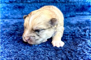 Bloom - puppy for sale