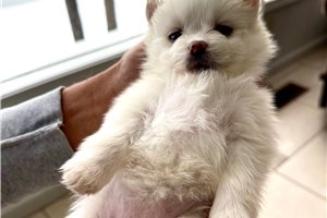 Tokyo - puppy for sale
