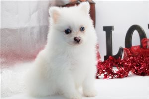 Koby - Pomsky for sale