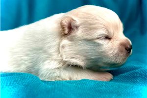 Channing - puppy for sale