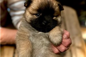 Cricket - Pomsky for sale