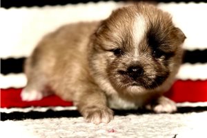 Blondie - Pomsky for sale