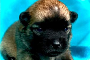 Cricket - puppy for sale