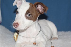 Zane - Jack Russell Terrier for sale