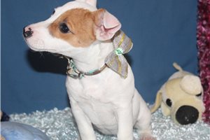 Zoey - Jack Russell Terrier for sale