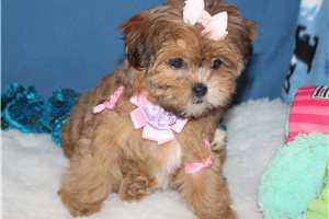 Iris - puppy for sale