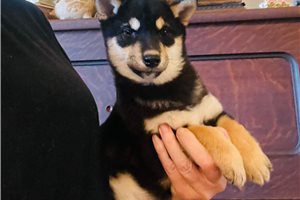 Jiro - puppy for sale