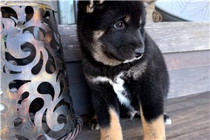 Sushi - puppy for sale