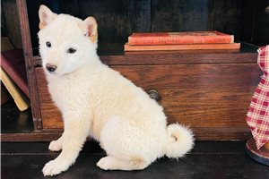 Joan - puppy for sale