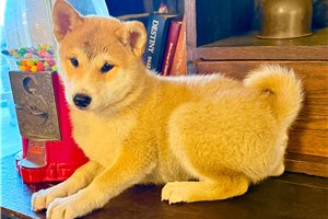 Bonsai - Shiba Inu for sale