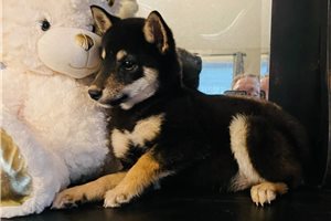 Junya - puppy for sale