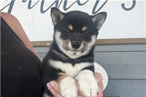 Gozen - Shiba Inu for sale