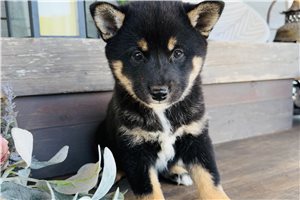 Kiai - puppy for sale