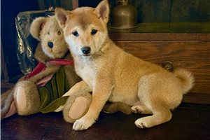 Tokyo - Shiba Inu for sale