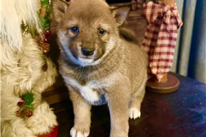 Bushido - Shiba Inu for sale