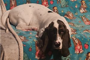Mitzy - Basset Hound for sale