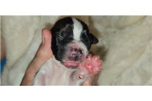 Helen - Basset Hound for sale