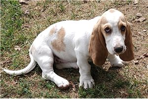 Hope - Basset Hound for sale