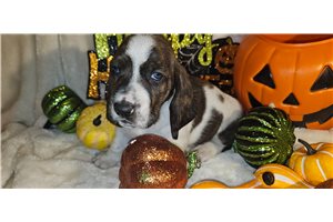 Harvey - Basset Hound for sale