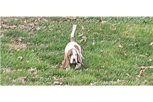 Flynn - Basset Hound for sale