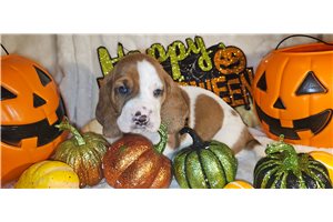 Flynn - Basset Hound for sale
