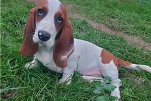 Allen - Basset Hound for sale