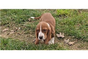 Heidi - Basset Hound for sale