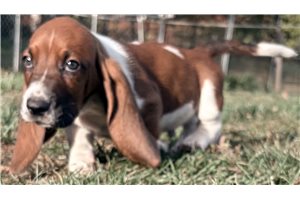 Floyd - Basset Hound for sale