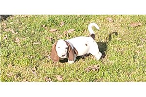 Harvard - Basset Hound for sale