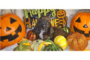 Carrie - Basset Hound for sale