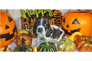 Helen - Basset Hound for sale
