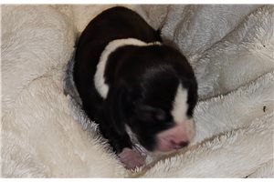 Christine - Basset Hound for sale
