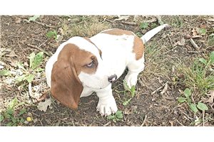 Allen - Basset Hound for sale