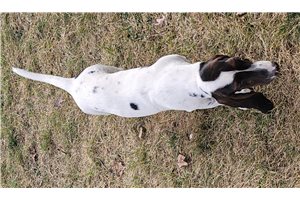 Harmony - puppy for sale