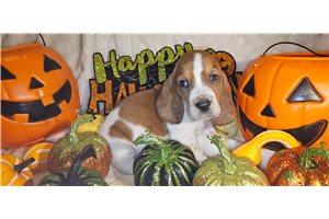 Helda, a Basset Hound puppy