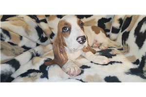Allen - Basset Hound for sale