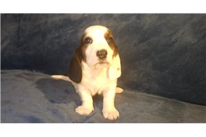 Arnold - Basset Hound for sale