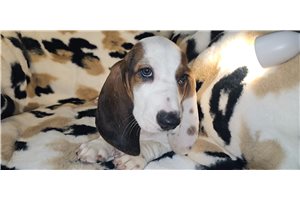 Arnold - Basset Hound for sale